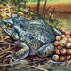 Illustration for article titled Spanish penis candle mogul accused of causing death by ritualistic toad venom